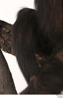 Chimpanzee Bonobo leg 0005.jpg